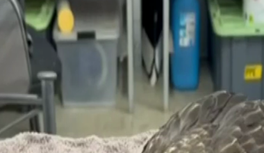 H5 bird flu: Australia’s first case of deadly disease confirmed in brown skua seabird found near Esperance