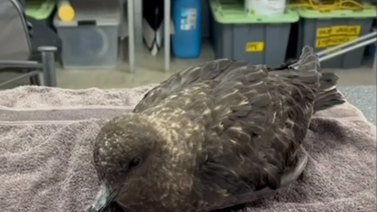 H5 bird flu: Australia’s first case of deadly disease confirmed in brown skua seabird found near Esperance