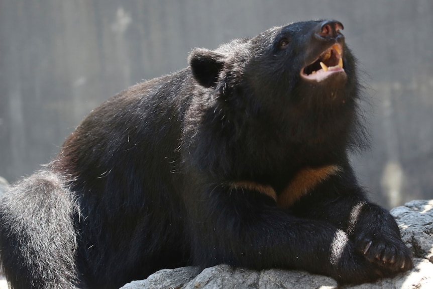 A black bear lying on its belly in the sun, showing its fangs.