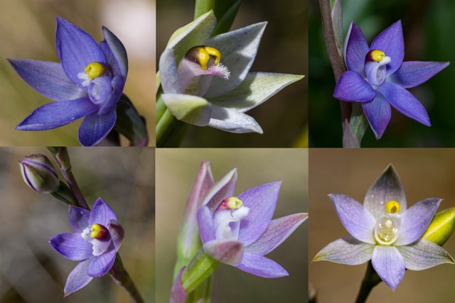 A collage showing six different native orchid types.