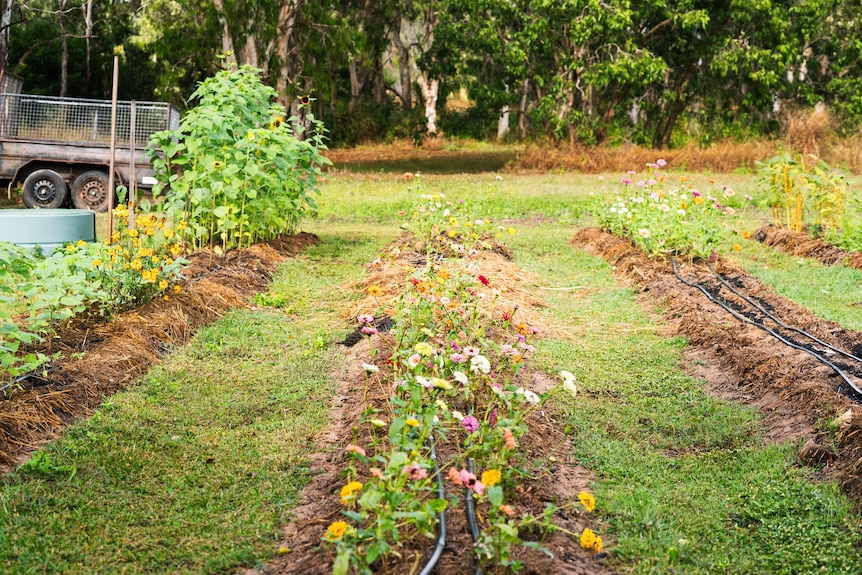 Rows of flower beds in bloom.