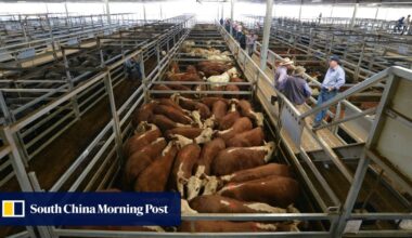 Australian beef will soon be hit by 55% tariff in China, ministry says