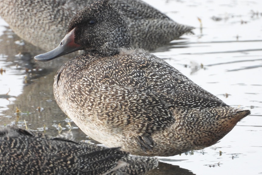 Close up of three brown ducks with many light dots.