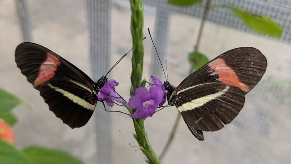 The older of two Heliconius melpomene butterflies (right) is identifiable based on the wear on its wings. - Courtesy Elizabeth Hodge