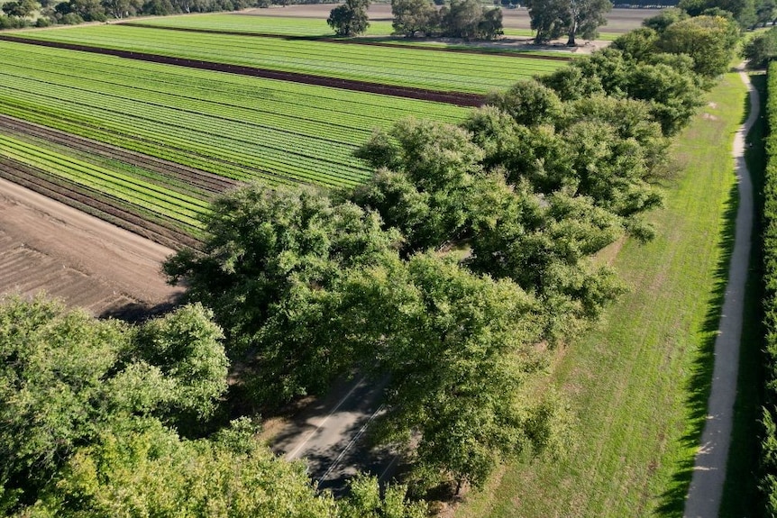 An aerial view of a avenue of trees.