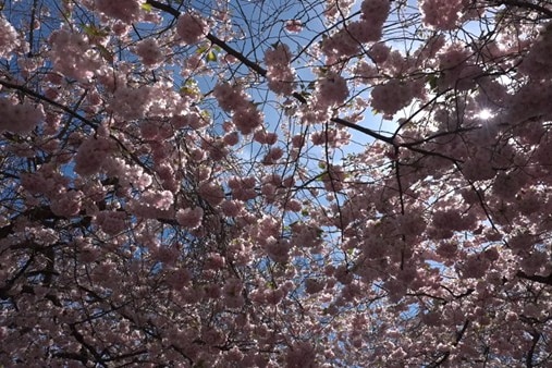 Pink flowers in the trees