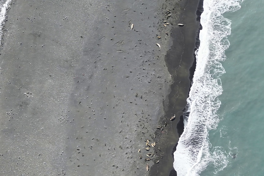 A drone shot of Capsize Beach on Heard Island showing dead elephant seal pups on the sand.