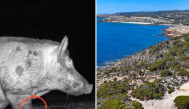 Kangaroo Island claims victory in war on feral pigs