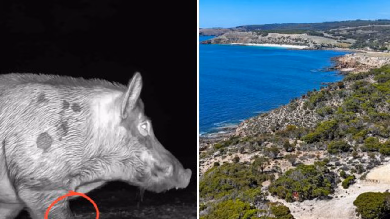 Kangaroo Island claims victory in war on feral pigs