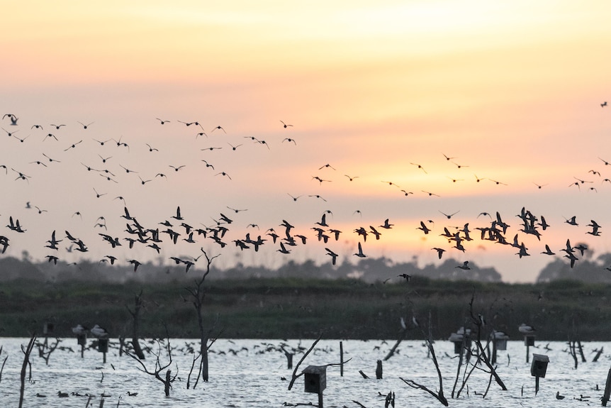 Many ducks flying over a wetland.