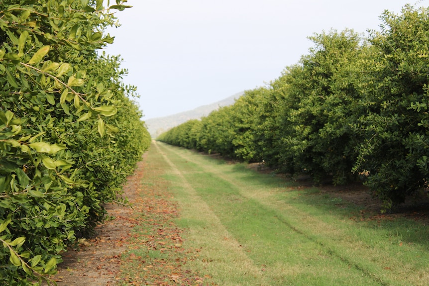 Neat rows of macadamia trees with mowed grass in between.