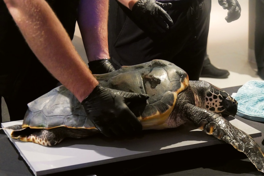 A turtle on a scale