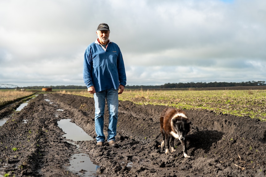 A man and a dog walk on a muddy track in a paddock.