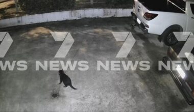Missing Tasmanian devil Mary spotted roaming Gold Coast backyards after Paradise Country escape