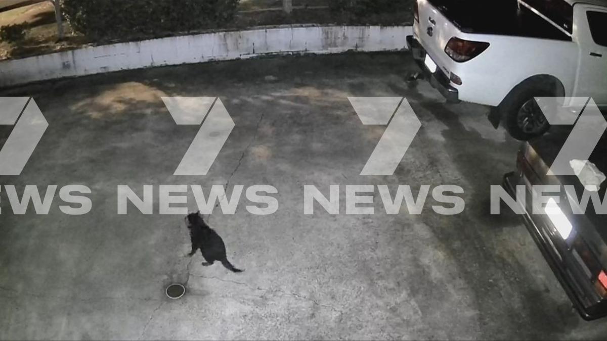 Missing Tasmanian devil Mary spotted roaming Gold Coast backyards after Paradise Country escape
