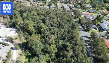 The bushland where a Tasmanian Devil is believed to be missing