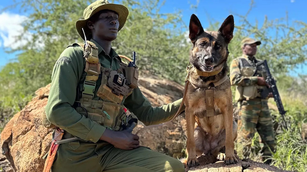Anti-poaching team reveals staggering one-month totals from their efforts