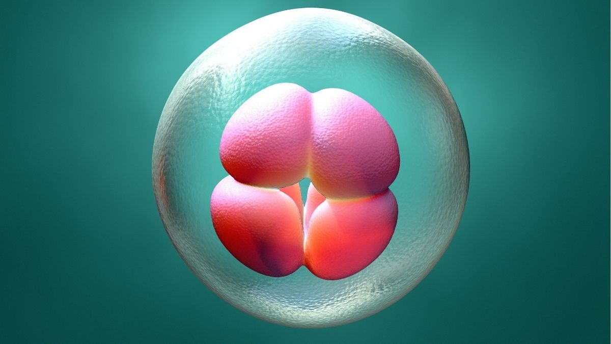 One Missing Gene Would Stop Human Embryos From Forming Properly, Study Finds : ScienceAlert