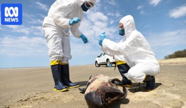 Australia's suspected H5 bird flu case 'sobering but not unexpected'