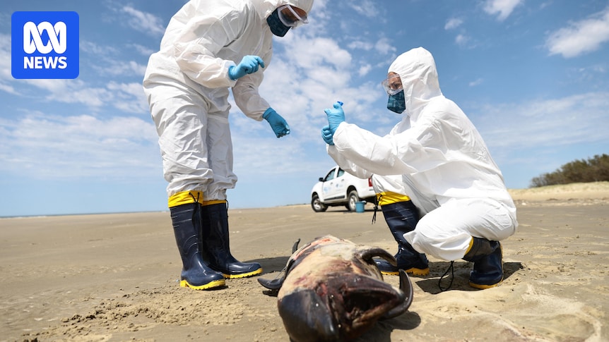 Australia's suspected H5 bird flu case 'sobering but not unexpected'