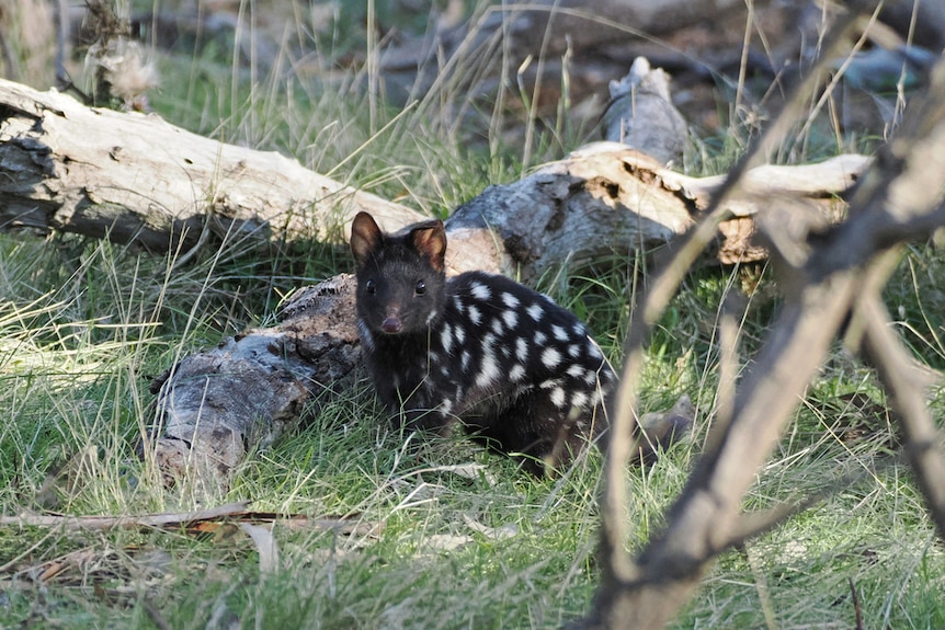 Dark spotted cat-like creature stands next to log and looks at the viewer between blades of grass and trees