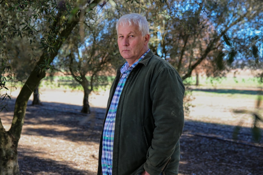 A man in a checkered shirt with a green jacket standing in an olive grove surrounded by olive trees.