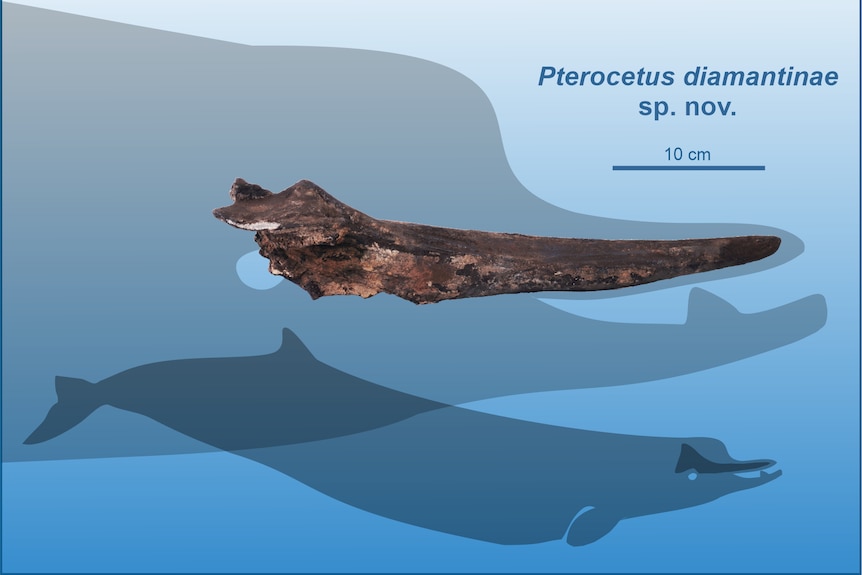 A long sharp bone shown in a blown up outline of a beaked-whale head and a smaller full body silhouette.