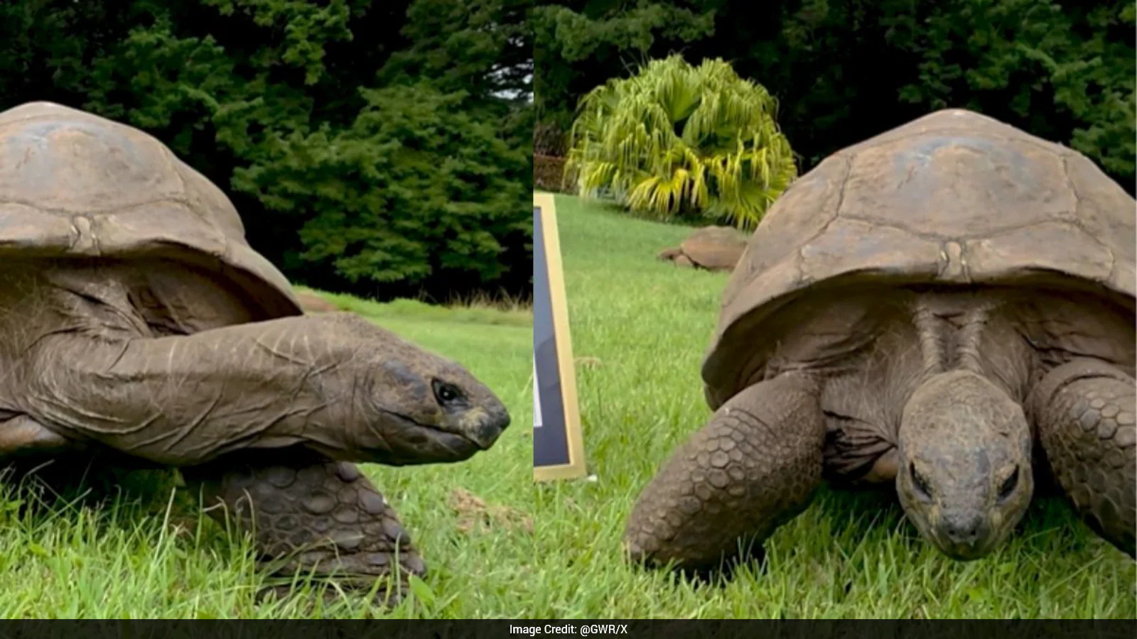194-Year-Old Tortoise Becomes World's Oldest Known Land Animal