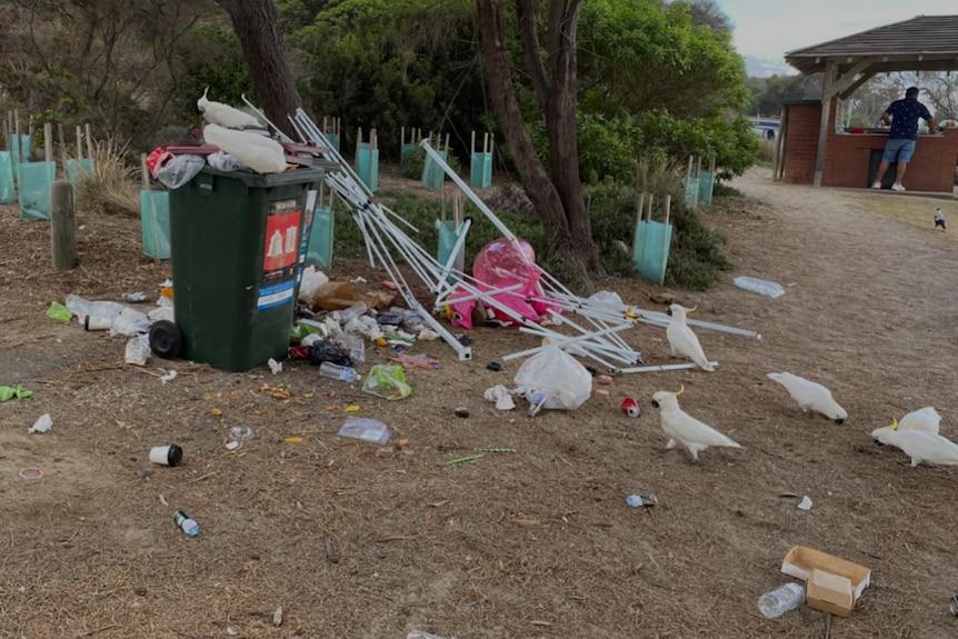 A number of white cockatoos sit on an open wheelie bin and among rubbish on the ground.