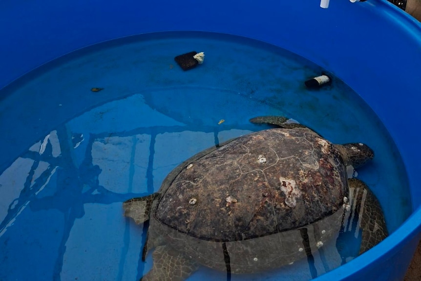 A sea green turtle floating in a shallow pool as it recovers from a shell infection