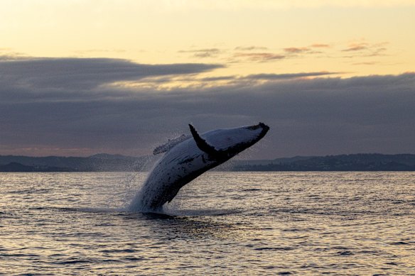 Census participants spotted 300 humpbacks in a day last year.