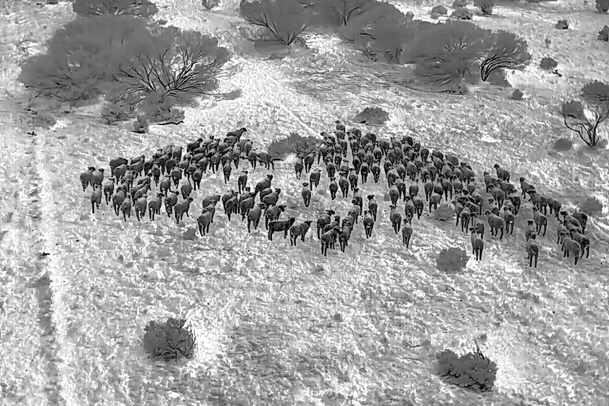 A black and white photo of a group of sheep, taken on a thermal imaging camera.