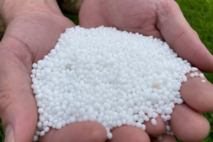 Cupped hands holding small white beads of urea.