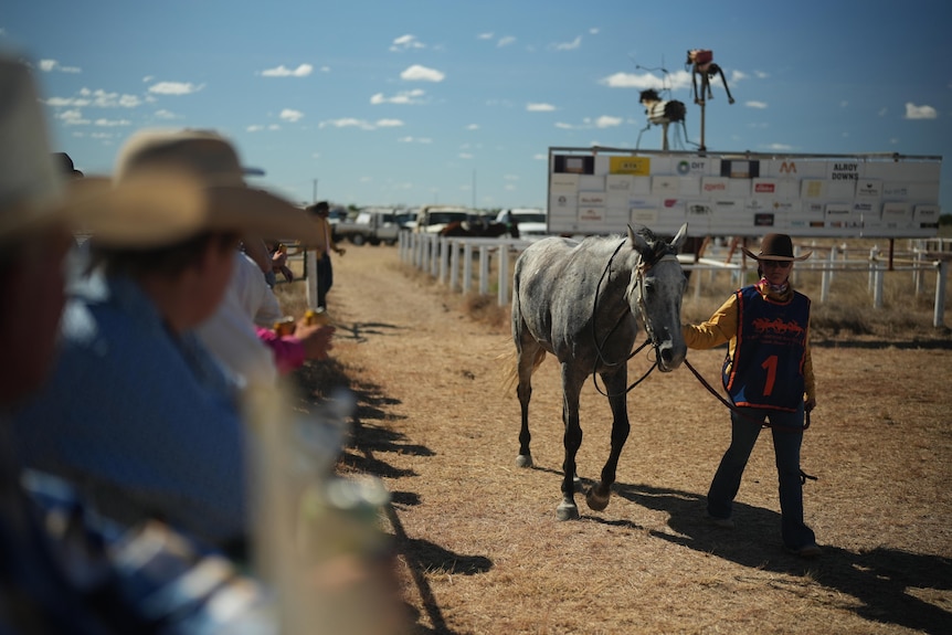 A horse gets paraded in front of a crowd at the outback races 