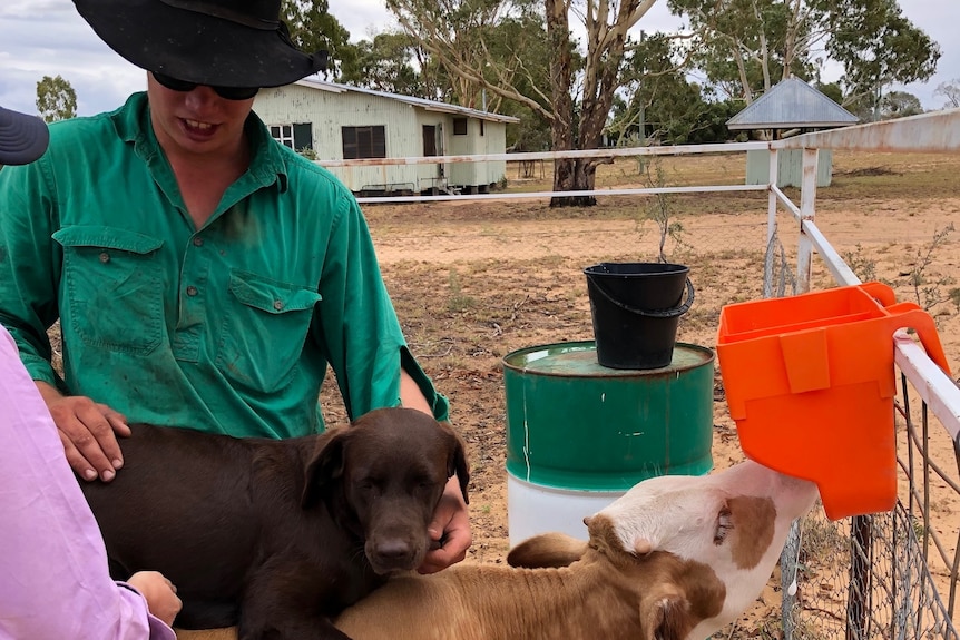A man in a workshirt and an Akubra-style hat cares for his dog and a calf.