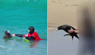 South Australian man nearly bitten by bird flu-infected seabird at beach