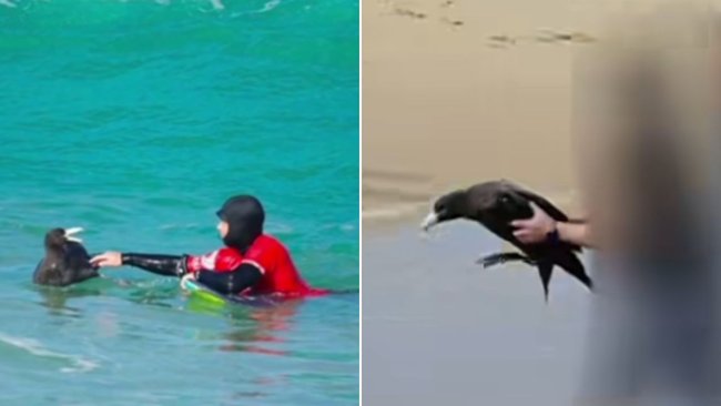 A bird rescued from the ocean near Port Elliot in South Australia was later confirmed to carry the bird flu virus