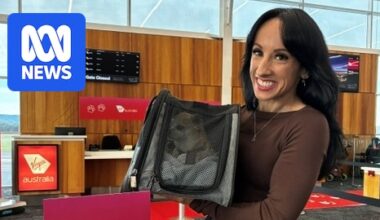 Virgin Australia allows pets in plane cabin in expansion of Melbourne-Queensland pilot