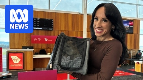 Virgin Australia allows pets in plane cabin in expansion of Melbourne-Queensland pilot