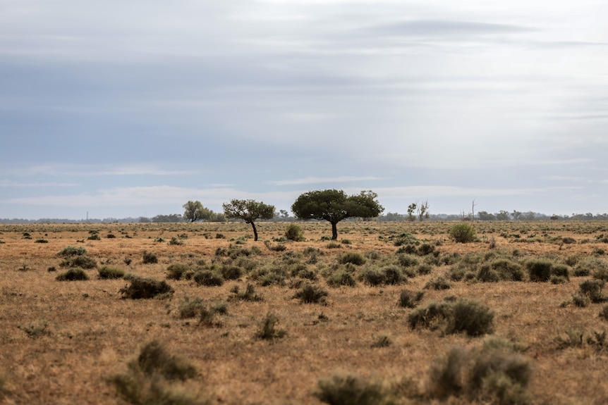 A paddock of scrubby land with some small green shrubs in the foreground, a few small trees and the horizon in the distance.