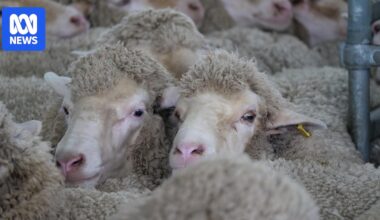 Mutton and lamb prices hit record highs as supply continues to fall