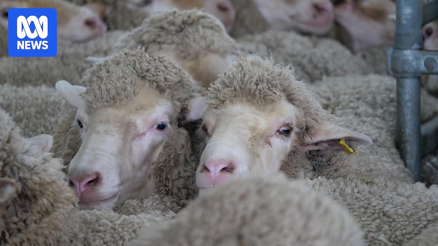 Mutton and lamb prices hit record highs as supply continues to fall