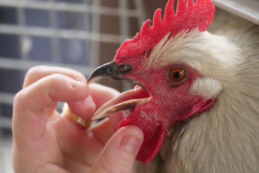 A chicken with a human checking its beak