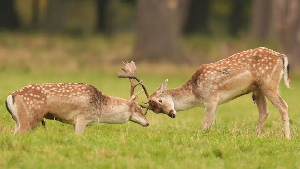 Two stags are locked together by their antlers