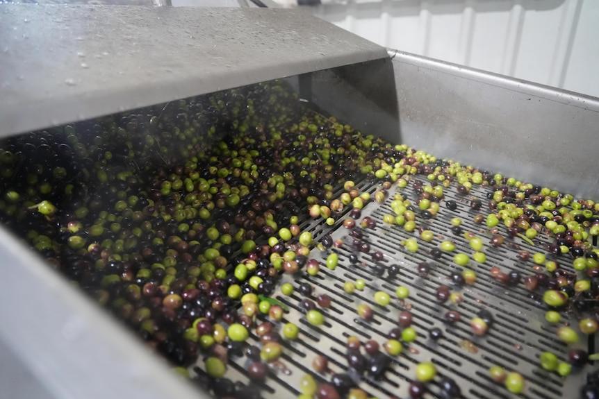 Olives being processed at a mill.