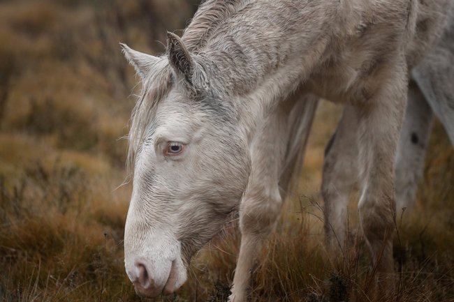 Six-thousand horses are expected to be culled up to July 2027, including this brumby called Ragner. 