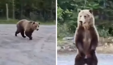 Grizzly bear charges and circles camper and her dog in Canada