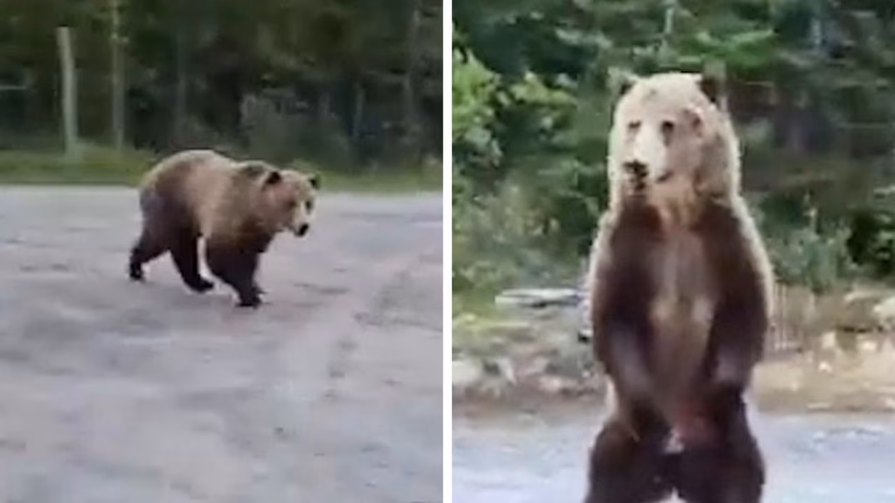 Grizzly bear charges and circles camper and her dog in Canada