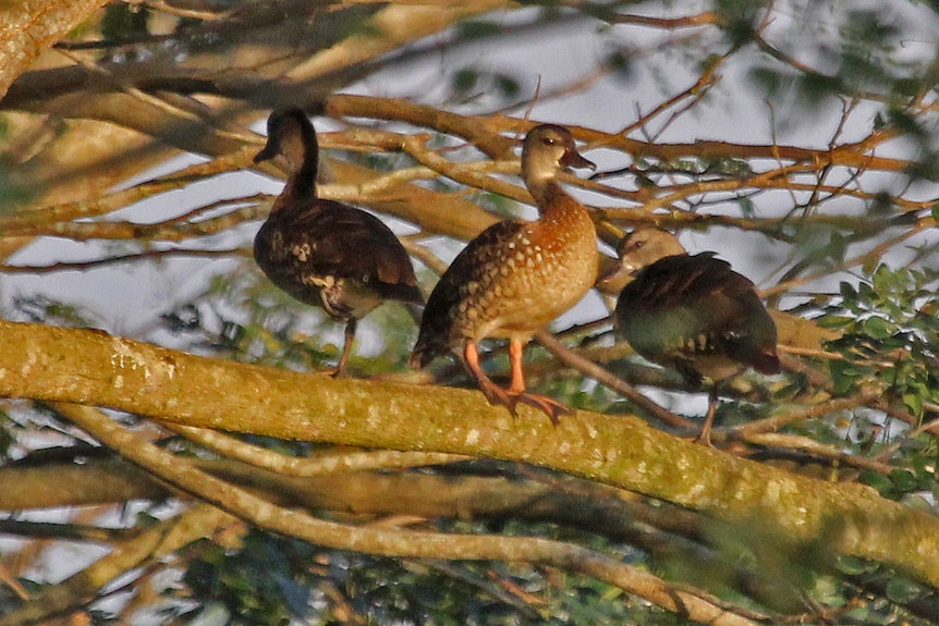 Three spotted whistling ducks sitting in a tree.
