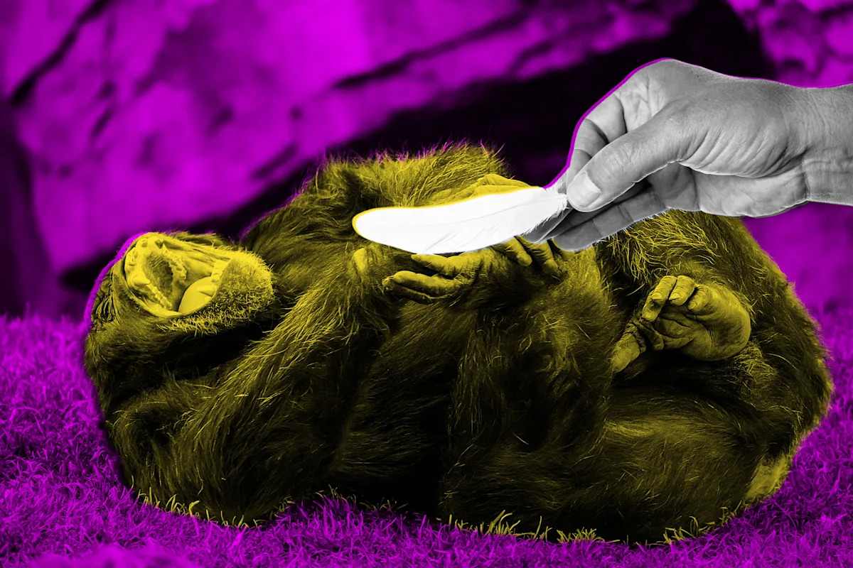 Scientists Publish Extremely Serious Research About Whether Tickling Apes Makes Them Giggle